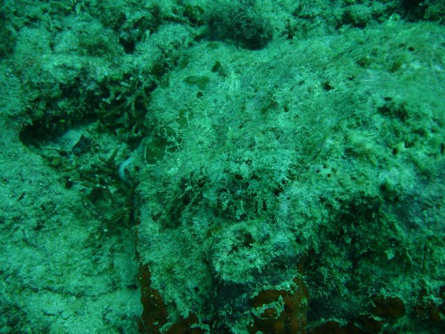 scorpion fish