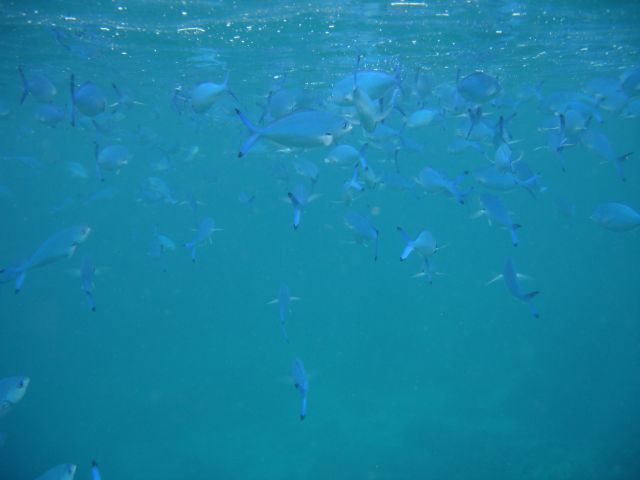 blue fish