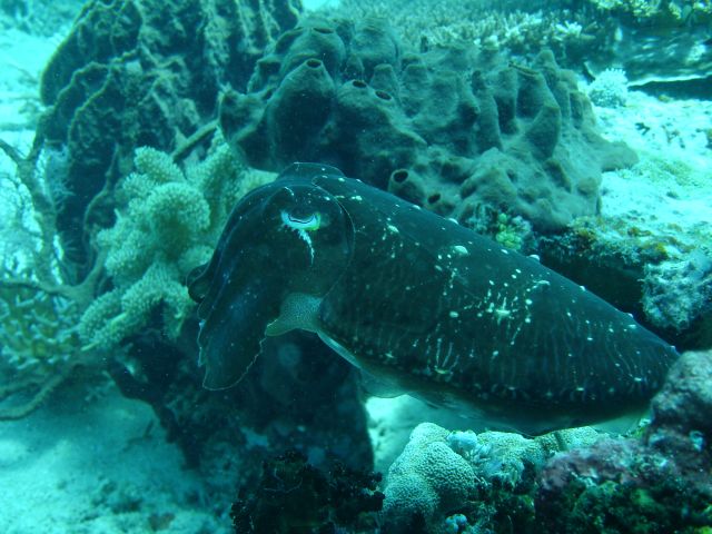 cuttlefish