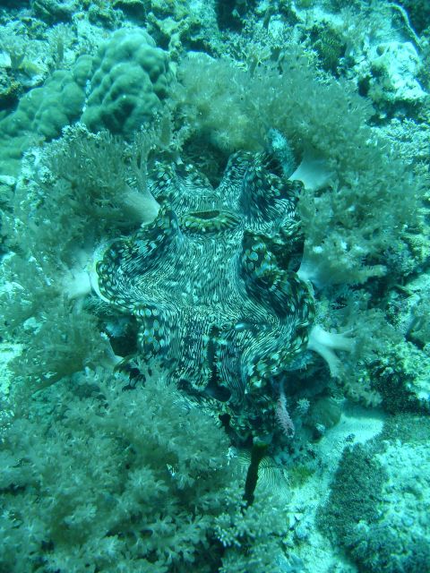 giant clam