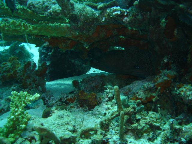 hiding eel