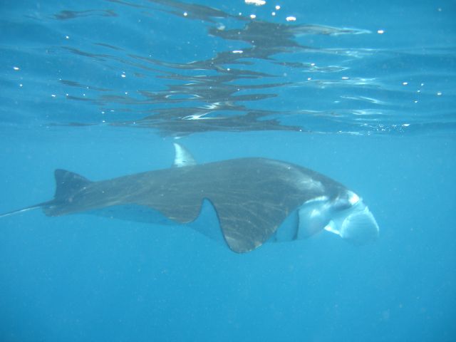manta