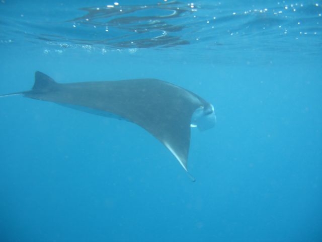 manta2