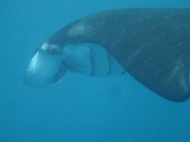 manta3