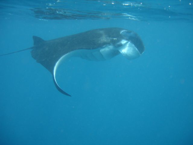 manta4