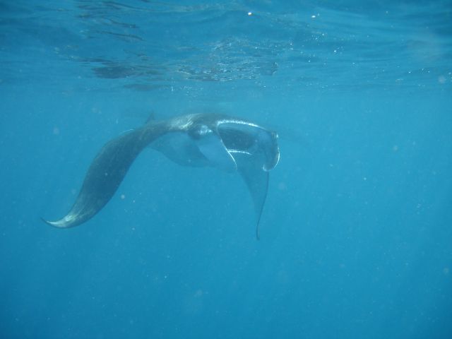 manta5