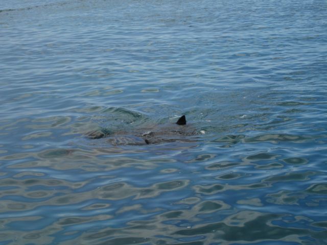 manta fin