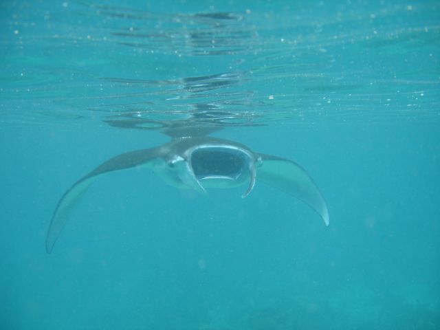manta ray1