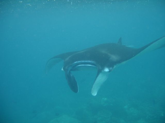 manta ray2