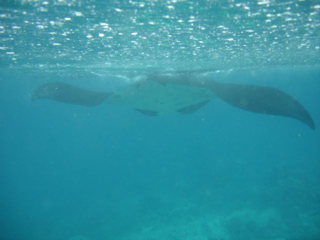 manta ray3