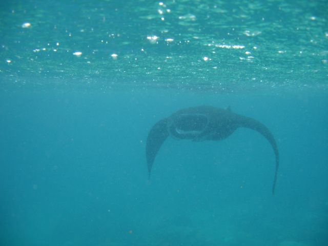 manta ray4
