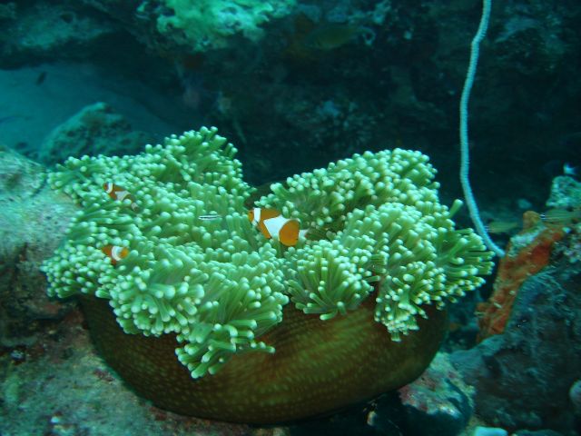 nemo