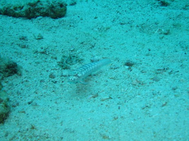 sand goby