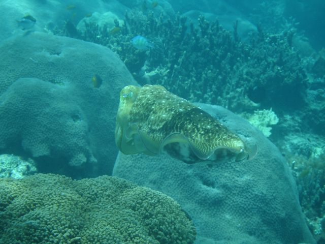 sangalaki cuttlefish