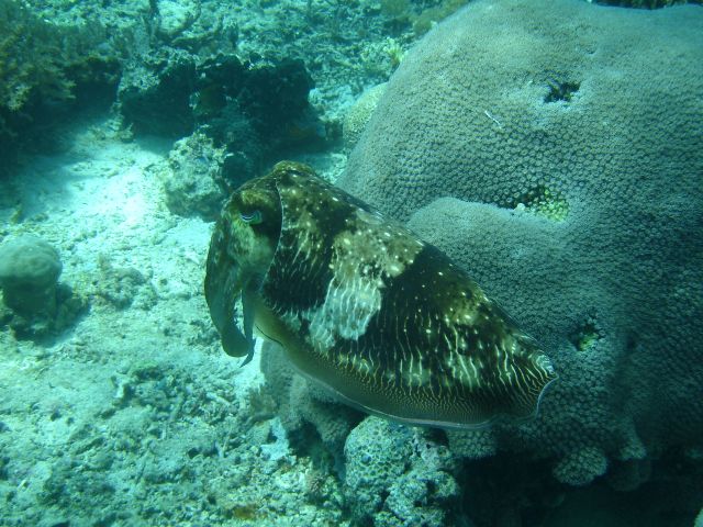 sangalaki cuttlefish3