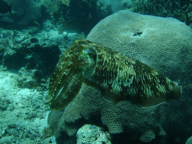 sangalaki cuttlefish4