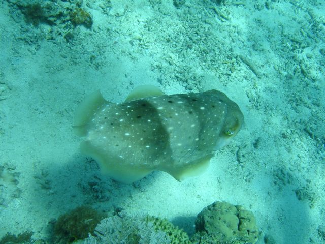 sangalaki cuttlefish6