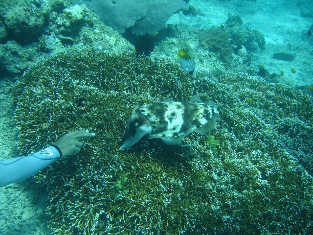 sangalaki cuttlefish7