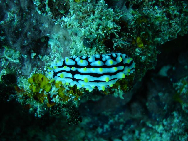 sangalaki nudibranch