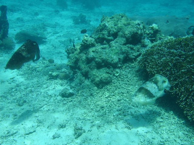 two cuttlefish