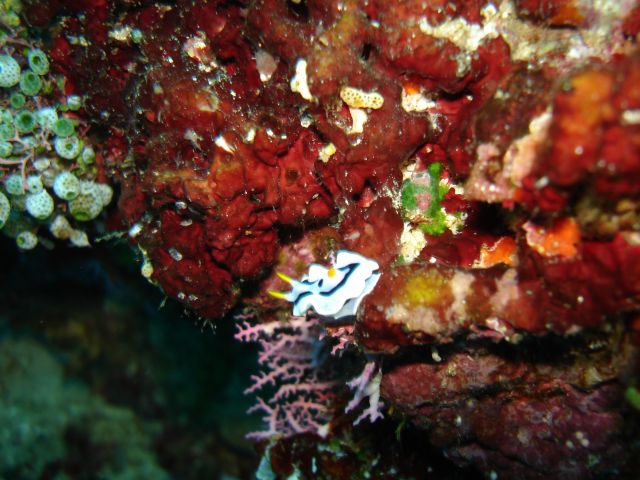 bunaken nudibranch2