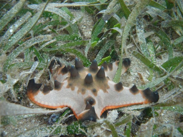 bunaken sea star