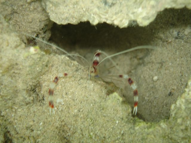 bunaken shrimp