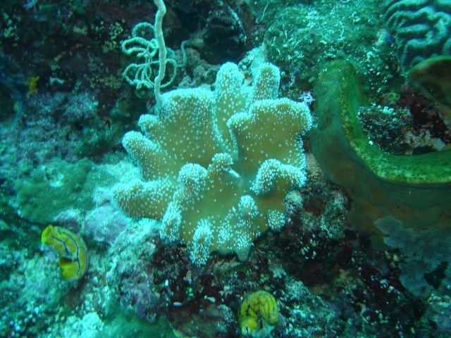 bunaken soft coral
