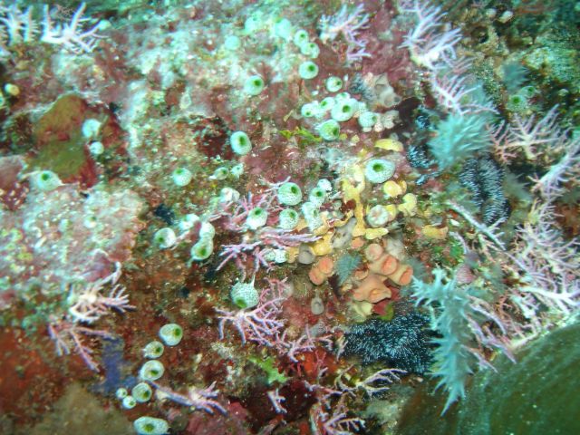 bunaken soft coral2