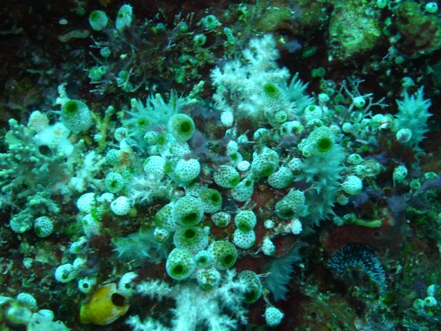 bunaken soft coral3
