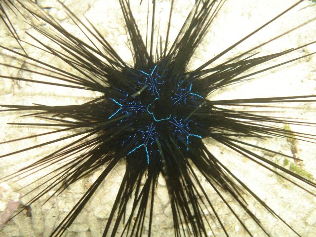 bunaken urchin2