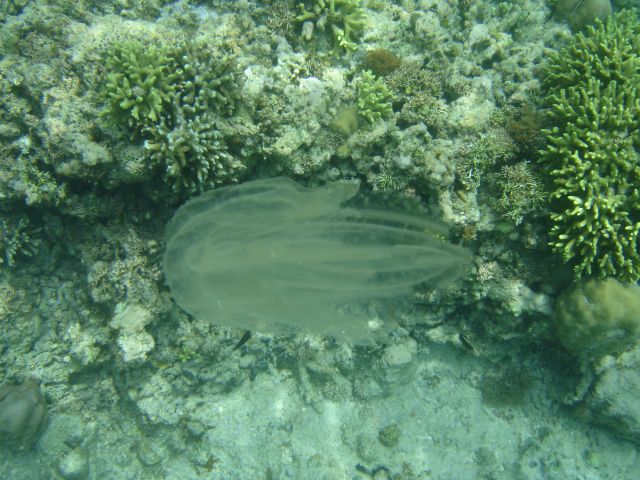 jellyfish2