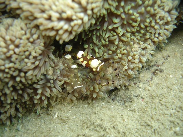 lembeh cleaner shrimp