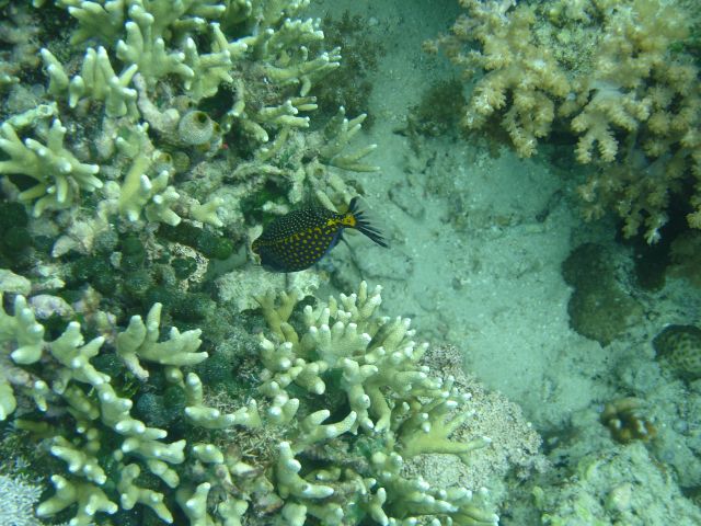 spotted boxfish2