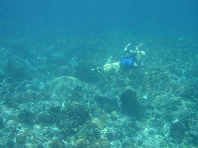 steve snorkeling