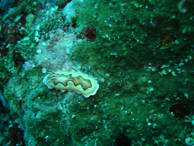 very rare nudibranch