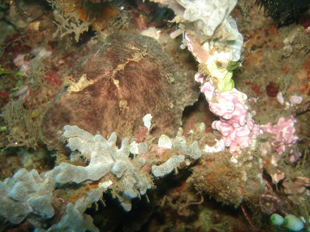 disguised_frogfish.jpg