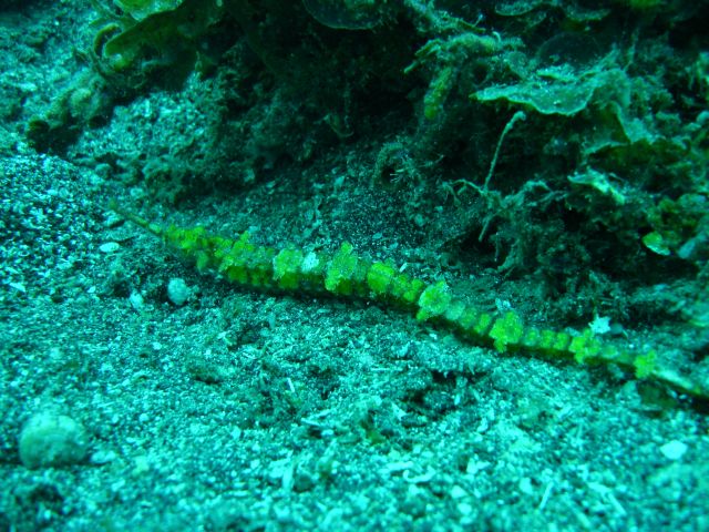 flower_pipefish2.jpg