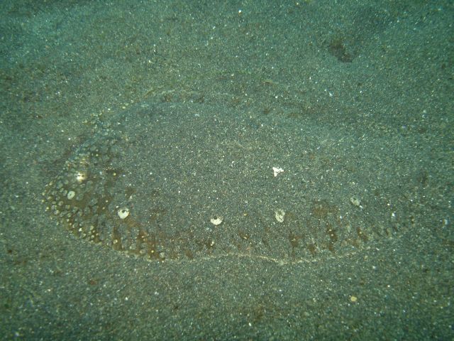 hiding_flounder.jpg