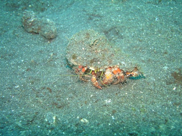 lembeh_hermit_crab2.jpg