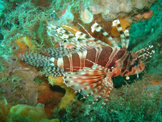 lembeh_lionfish2.jpg