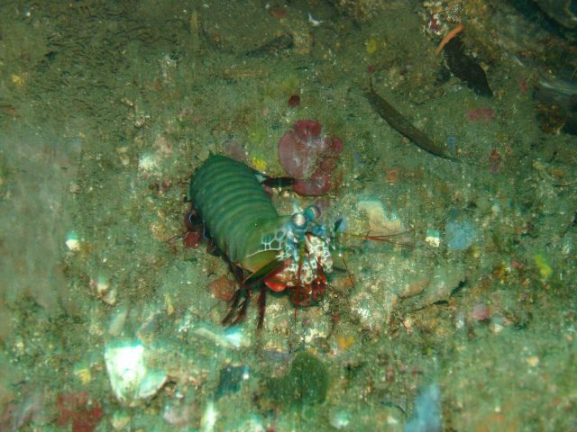 lembeh_mantis_shrimp.jpg
