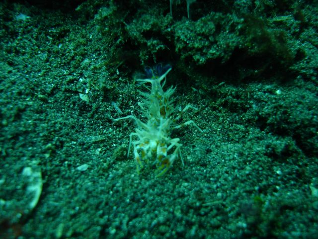 lembeh_shrimp.jpg