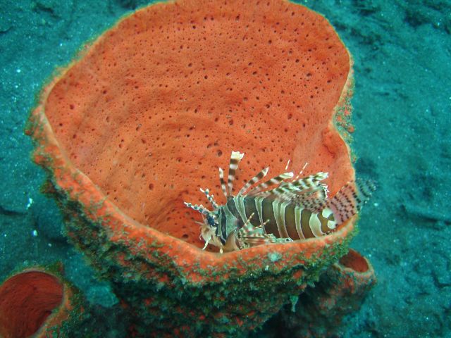 lionfish_in_tube_sponge.jpg