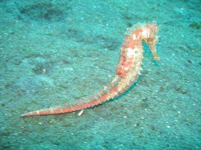 seahorse2.jpg