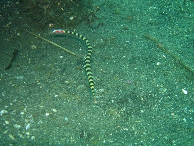 striped_pipefish.jpg