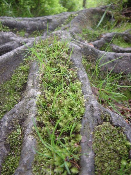 res_roots_moss.jpg