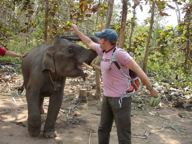 baby elephant