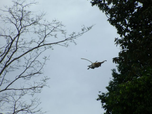flying proboscis
