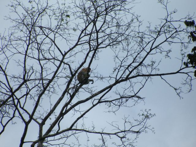 proboscis monkey